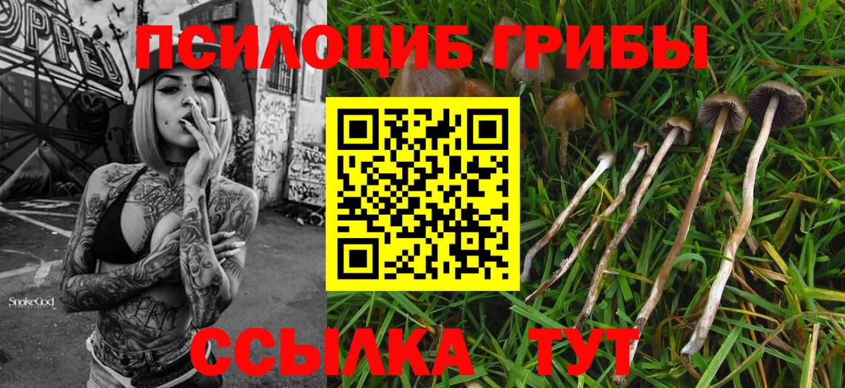 Галлюциногенные грибы Psilocybe Ишимбай